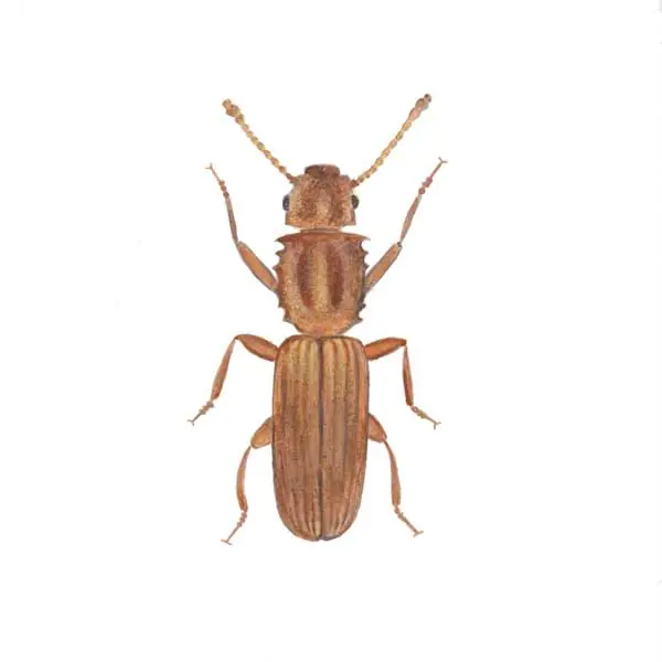 Sawtoothed Grain Beetle | Southern Pest Control serving the Mississippi Gulf Coast