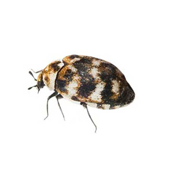 Varied Carpet Beetle | Southern Pest Control serving the Mississippi Gulf Coast