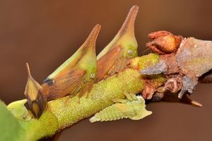 Brazilian-Treehopper