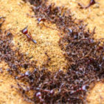 Ants swarming outside in the Mississippi gulf coast; Southern Pest Control