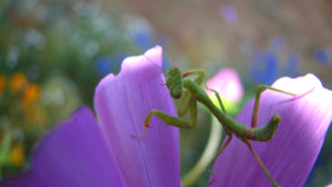 Flower-Mantis