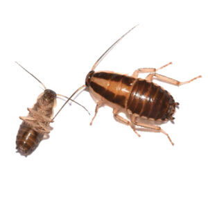 German Cockroach identification in the Mississippi gulf coast; Southern Pest Control