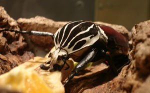 Goliath-Beetle