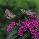 Hummingbird Moth in the Mississippi gulf coast; Southern Pest Control