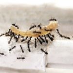 Ants carrying off food in the Mississippi gulf coast; Southern Pest Control