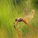 Flying insect in the rain in the Mississippi gulf coast; Southern Pest Control