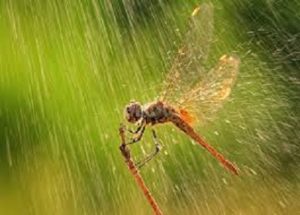 bugs and rain