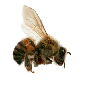 Africanized Bee identification in the Mississippi gulf coast; Southern Pest Control