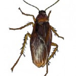American Cockroach in the Mississippi gulf coast; Southern Pest Control