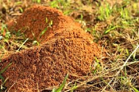 Ant Colony in the Mississippi gulf coast; Southern Pest Control
