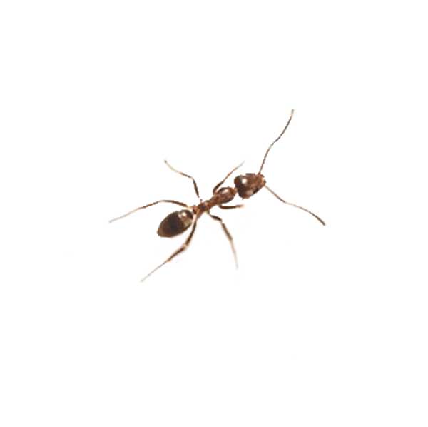 Argentine Ant identification in the Mississippi gulf coast; Southern Pest Control