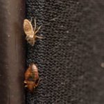 Prevent Bed Bugs While Traveling. Learn more at Southern Pest Control
