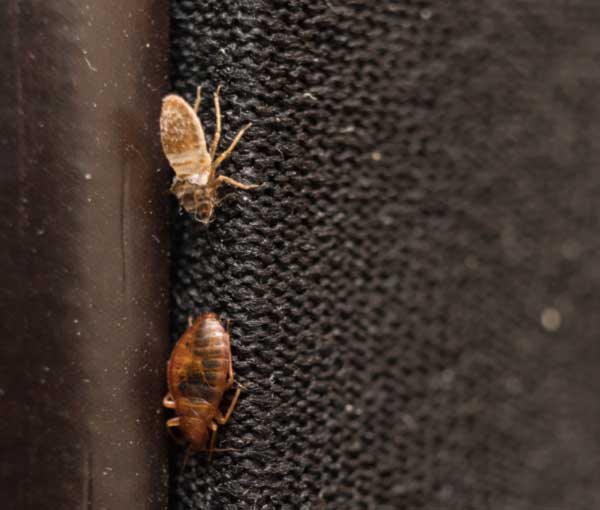 bed-bug-on-fabric