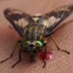 Fly biting person's skin in the Mississippi gulf coast; Southern Pest Control