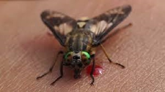 Fly biting person's skin in the Mississippi gulf coast; Southern Pest Control