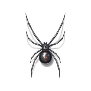 Black Widow identification in the Mississippi gulf coast; Southern Pest Control