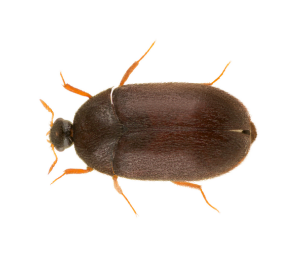 Beetle identification in the Mississippi gulf coast; Southern Pest Control