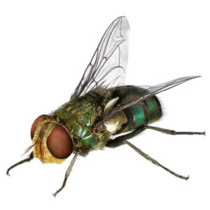 Blow Fly identification in the Mississippi gulf coast; Southern Pest Control