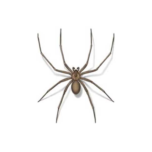 Brown Recluse identification in the Mississippi gulf coast; Southern Pest Control
