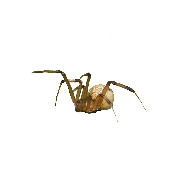 Brow Widow Spider identification in the Mississippi gulf coast; Southern Pest Control