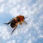 Bee on snow in the Mississippi gulf coast; Southern Pest Control