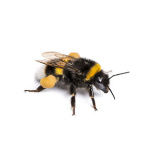 Bumble Bee identification in the Mississippi gulf coast; Southern Pest Control