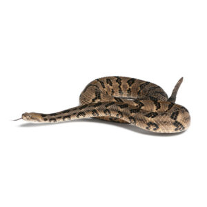 Snake identification in the Mississippi gulf coast; Southern Pest Control