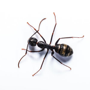 Carpenter Ant identification in the Mississippi gulf coast; Southern Pest Control