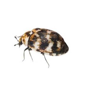 Carpet Beetle identification in the Mississippi gulf coast; Southern Pest Control