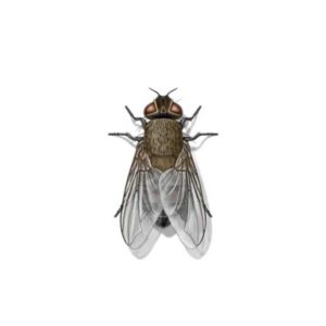 Custer Fly identification in the Mississippi gulf coast; Southern Pest Control