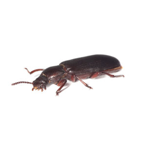 Confused flour Beetle identification in the Mississippi gulf coast; Southern Pest Control