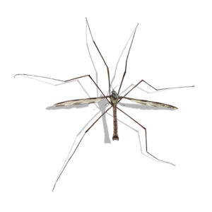 Crane Fly identification in the Mississippi gulf coast; Southern Pest Control