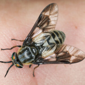 Deer Fly identification in the Mississippi gulf coast; Southern Pest Control