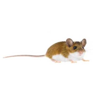 Deer Mouse identification in the Mississippi gulf coast; Southern Pest Control
