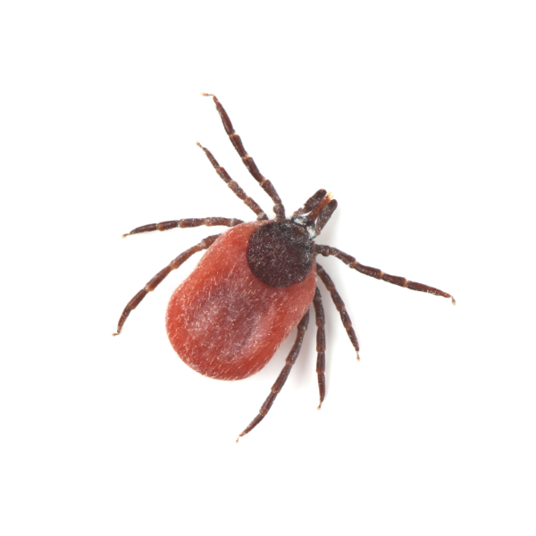 Tick identification in the Mississippi gulf coast; Southern Pest Control