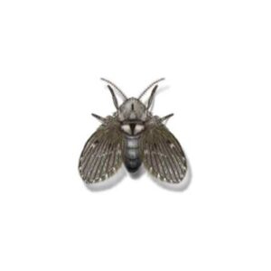 Drain Fly identification in the Mississippi gulf coast; Southern Pest Control