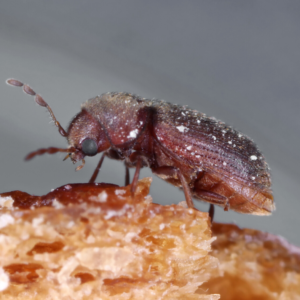 Drugstore Beetle identification in the Mississippi gulf coast; Southern Pest Control