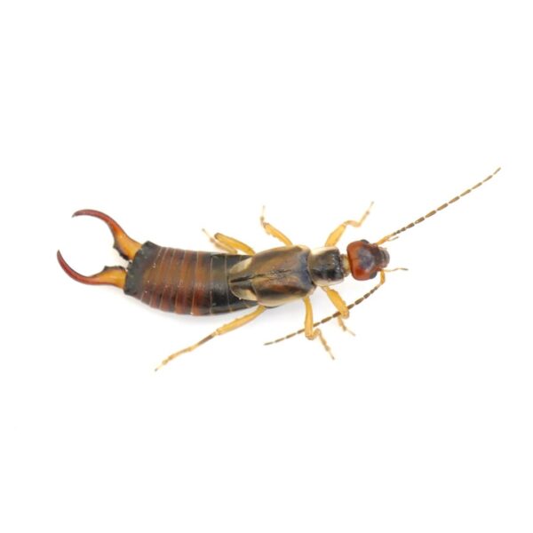 Earwig identification in the Mississippi gulf coast; Southern Pest Control