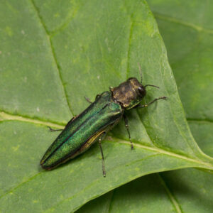 Emerald ash borer. Learn more at Southern Pest Control