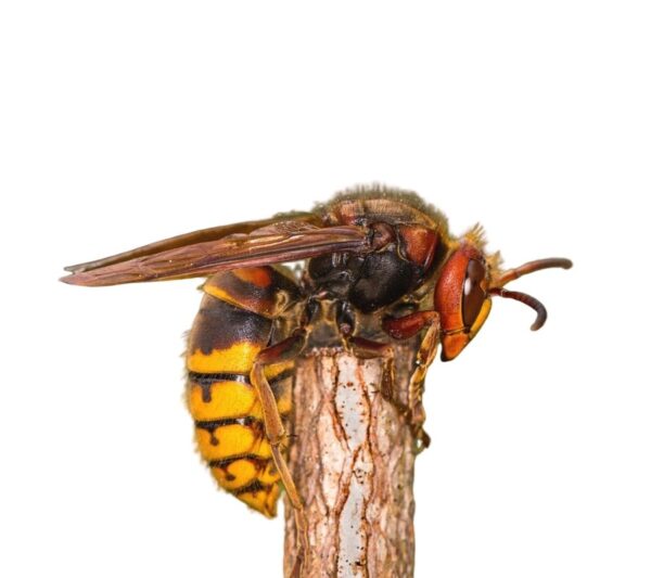 European Hornet identification in the Mississippi gulf coast; Southern Pest Control