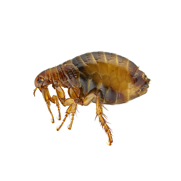 Flea identification in the Mississippi gulf coast; Southern Pest Control