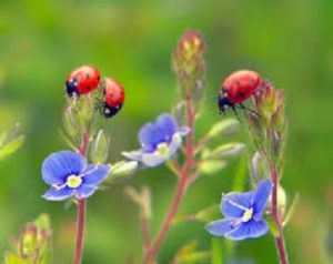Ladybugs perched atop flowers in the Mississippi gulf coast; Southern Pest Control
