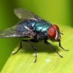Housefly in the Mississippi gulf coast; Southern Pest Control