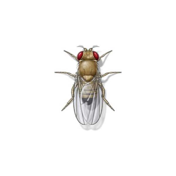 Fruit Fly identification in the Mississippi gulf coast; Southern Pest Control