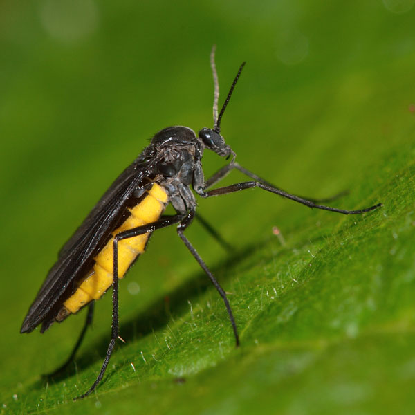Fungus Gnat Fly identification in the Mississippi gulf coast; Southern Pest Control