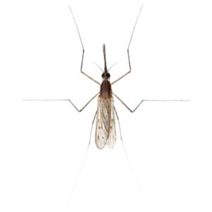 Gnat Fly identification in the Mississippi gulf coast; Southern Pest Control