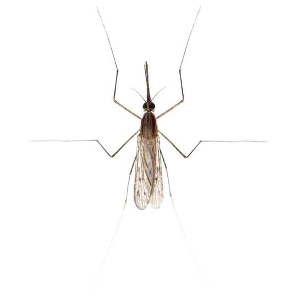 Gnat Fly identification in the Mississippi gulf coast; Southern Pest Control