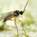 Gnat on clothing in the Mississippi gulf coast; Southern Pest Control