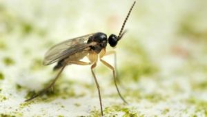 Gnat on clothing in the Mississippi gulf coast; Southern Pest Control