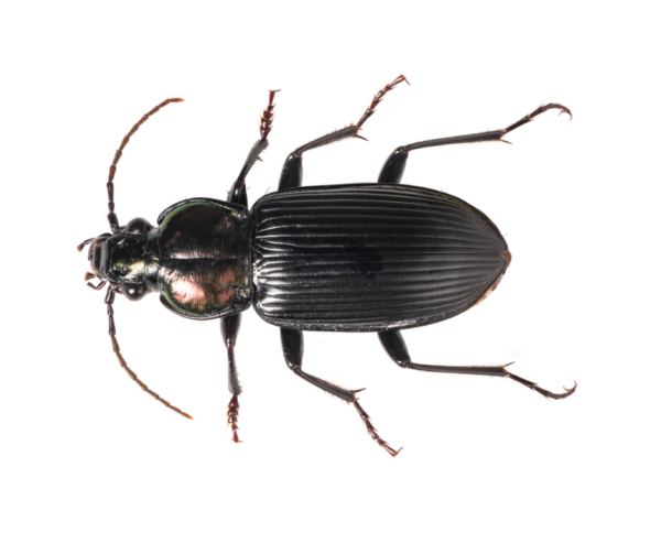 Ground Beetle identification in the Mississippi gulf coast; Southern Pest Control